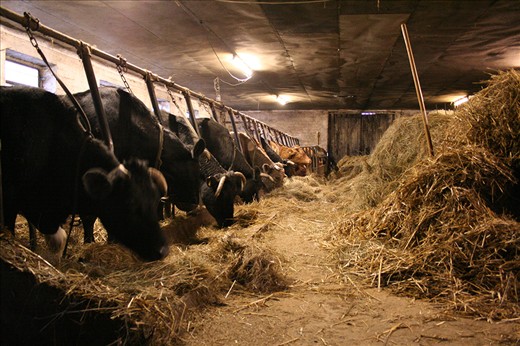 For three generations, the Möller family has bought their cattle from the local farmer Michel in my village of Elz, far away from mass production in Germany. The barn still looks the same, but many changes have come and gone. The first generation included the six daughters of butcher Schüll Möller I. who had the duty of driving the cattle with a stick from the sourrounding farms to the butcher by foot many kilometers away. Today, many new laws are in place to regulate the transport of the livestock to the slaughterhouse.