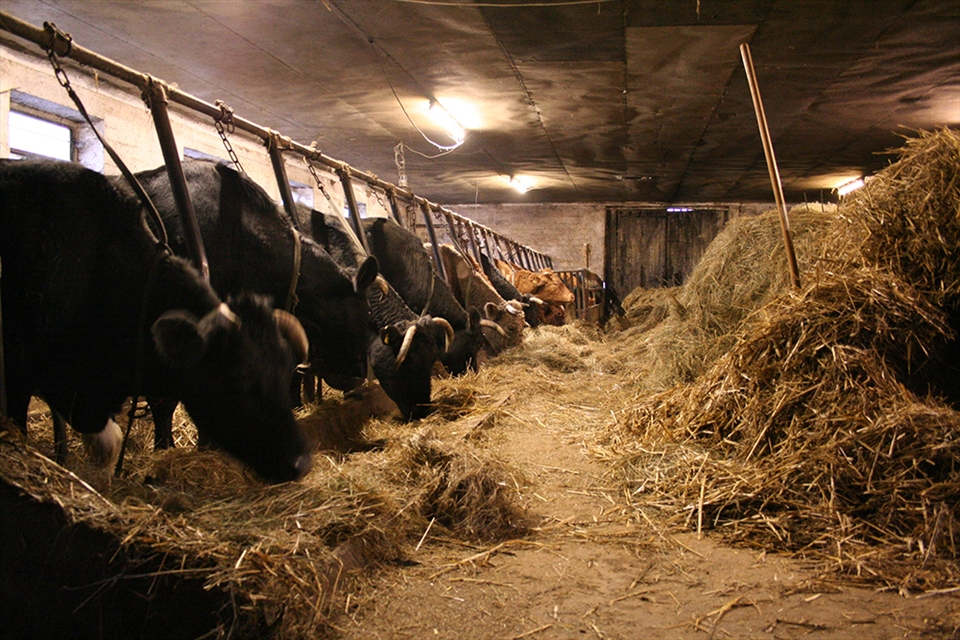 For three generations, the Möller family has bought their cattle from the local farmer Michel in my village of Elz, far away from mass production in Germany. The barn still looks the same, but many changes have come and gone. The first generation included the six daughters of butcher Schüll Möller I. who had the duty of driving the cattle with a stick from the sourrounding farms to the butcher by foot many kilometers away. Today, many new laws are in place to regulate the transport of the livestock to the slaughterhouse.