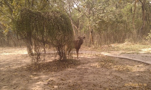 Sudden STAG ENTRY has made the picture alive 