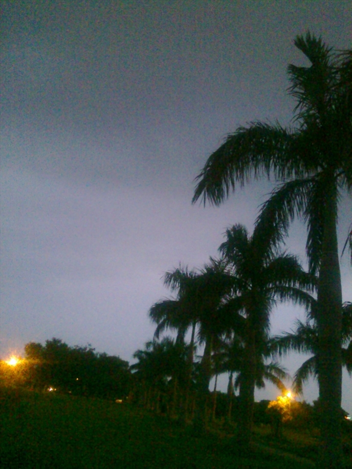 Silhouettes of the trees in the city park