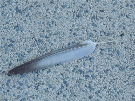 Feathers, feathers everywhere