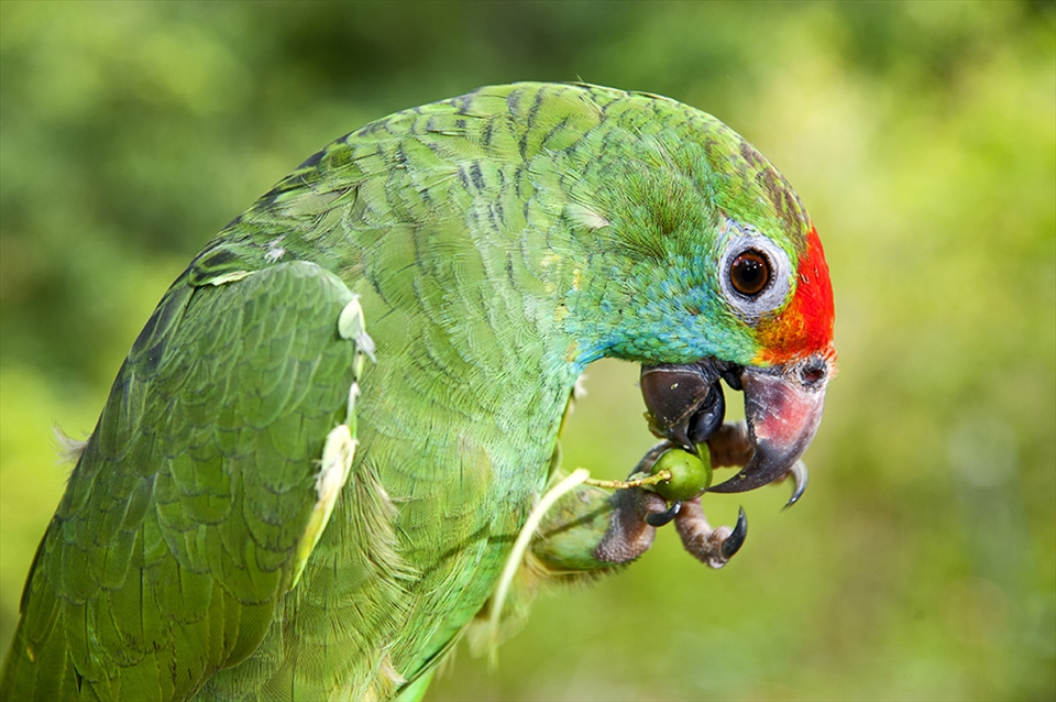 Parrot - Instituto Terra
