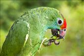 Parrot - Instituto Terra: by leonardomercon, Views[358]