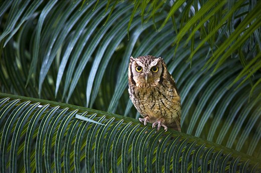 Owl - Instituto Terra