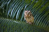 Owl - Instituto Terra: by leonardomercon, Views[314]