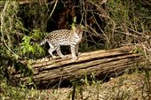 Ocelot - Instituto Terra: by leonardomercon, Views[347]