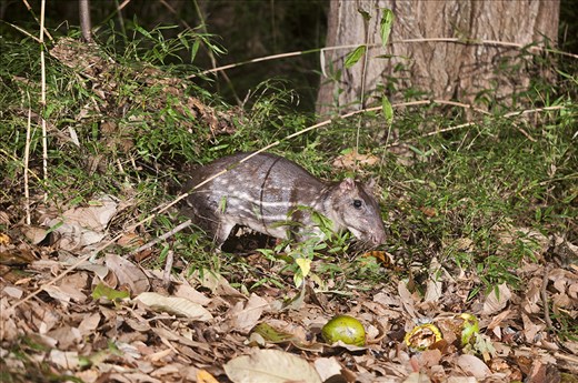 Paca - Instituto Terra