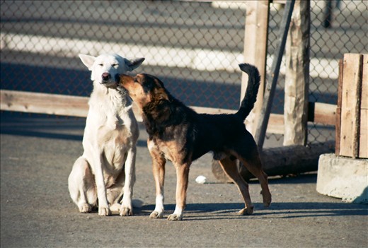  Spring will come for sure. Khabarovsk, the capital of Russian Far East