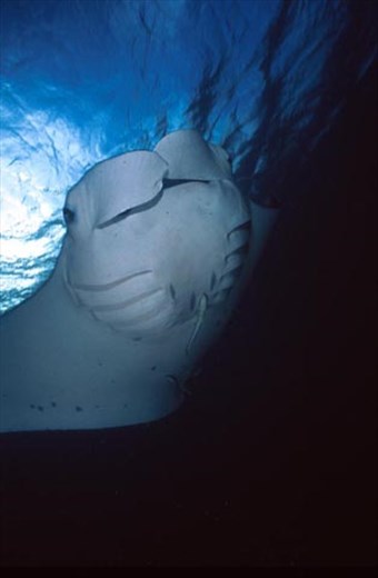 Manta Rays - so tame!
