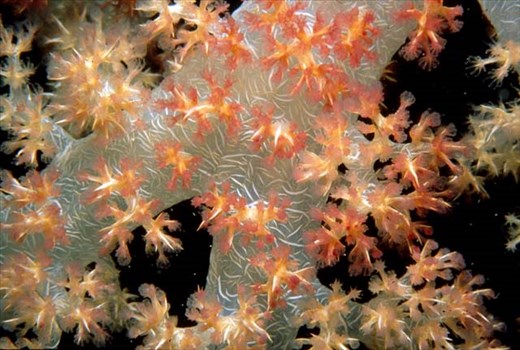 700 Coral Species are here