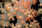 700 Coral Species are here: by lesleyvick, Views[278]