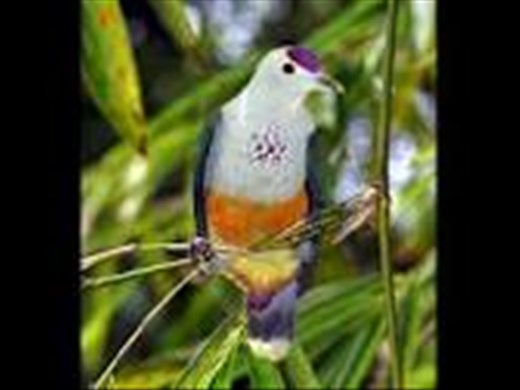 Palau Fruit Dove