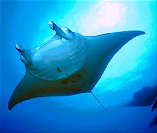 Manta Rays - so tame!