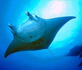 Manta Rays - so tame!: by lesleyvick, Views[293]