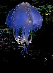 by letrishamouton, Views[235]