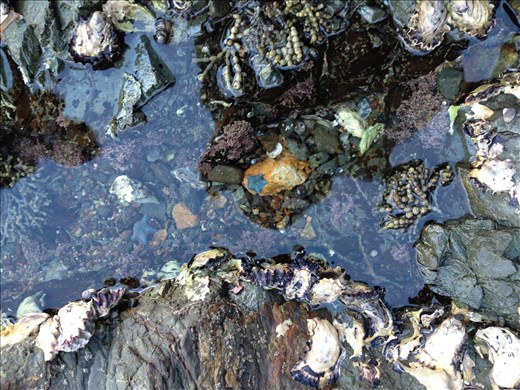 Tidal Pool, Waiheke Island, NZ