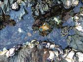 Tidal Pool, Waiheke Island, NZ: by lhartjen, Views[600]