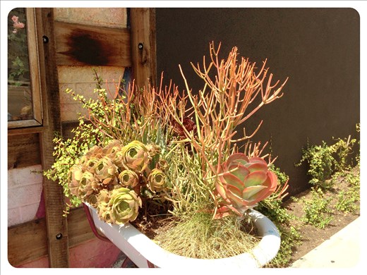 micro gardening in West LA