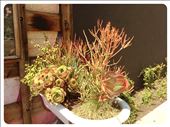 micro gardening in West LA: by lhartjen, Views[229]