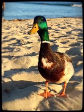 wildlife, Malibu: by lhartjen, Views[280]