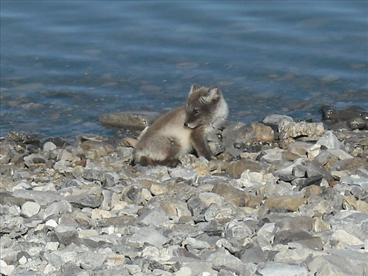 An Arctic Fox cub with its deep brown summer fur coat.