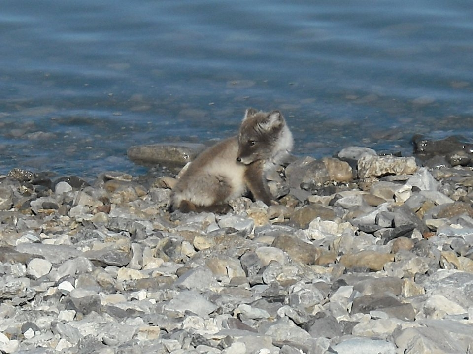 An Arctic Fox cub with its deep brown summer fur coat.