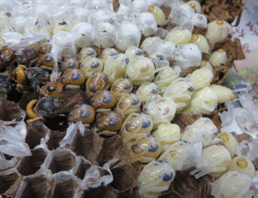 A newly collected hornet nest 