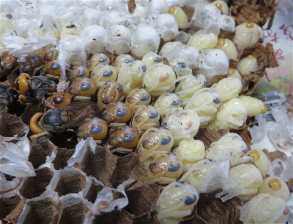 A newly collected hornet nest 