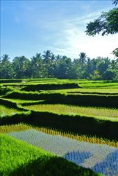 by libertywickman, Views[181]