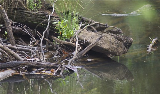 Eungella National park, Queensland Australia.