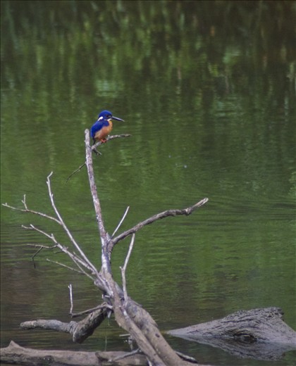 just love this little bird, took the same pic last year the same time