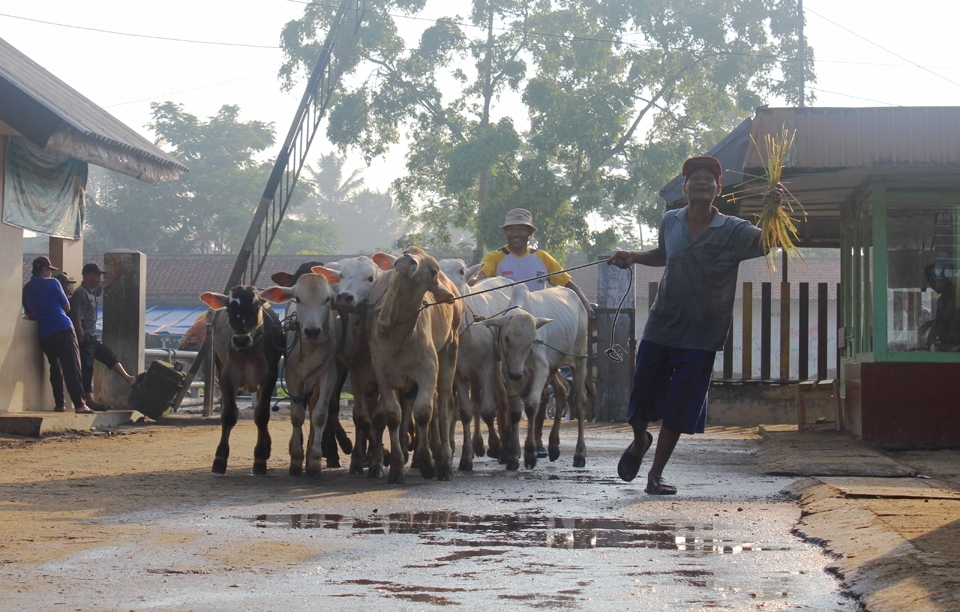 In the early mornings on market day at Bawen Pon Market, Central Java, Indonesia the cows are being brought in. This seller brought one truck full of young cows to be sold in the market. This market is often called Pon Market because it only opens accordingly to the Javanese calender, on the day of Pon. The Javanese has five days in a week, so this market only opens once in five days. This system has been like this since hundreds of years ago.