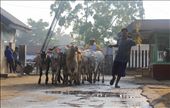 In the early mornings on market day at Bawen Pon Market, Central Java, Indonesia the cows are being brought in. This seller brought one truck full of young cows to be sold in the market. This market is often called Pon Market because it only opens accordingly to the Javanese calender, on the day of Pon. The Javanese has five days in a week, so this market only opens once in five days. This system has been like this since hundreds of years ago.: by lieshabear, Views[1258]