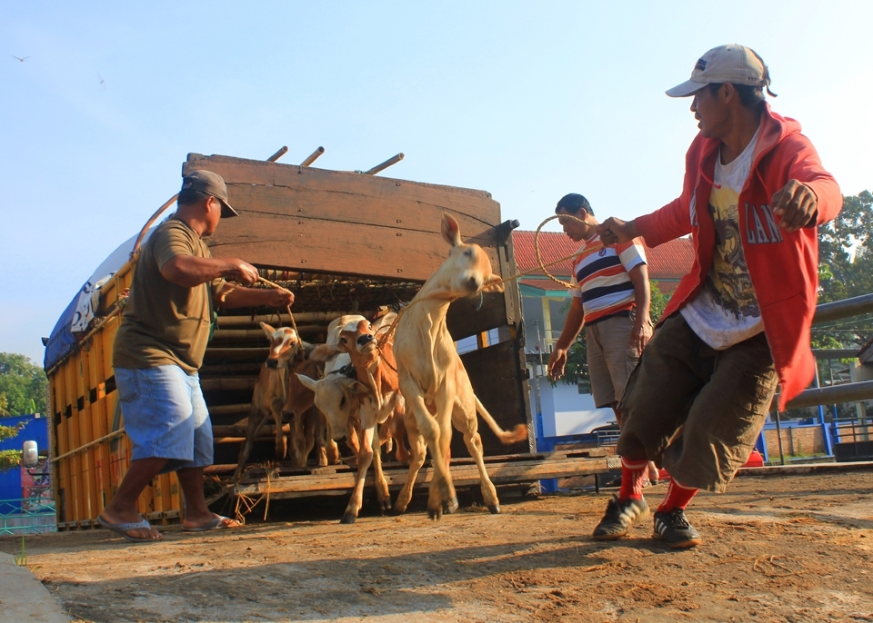 It's already seven o'clock at the Bawen Pon Market, loading out the younger cows from the truck could sometimes be a little bit tricky, like this cow here. The cows are being tight up with other cows so it would be easy to bring all of them all at once. 