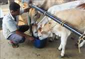 In the Bawen Pon market, where cows are the main attraction, it is nessesary to have clean and healthy cows on sell. After cleaning the cows, the seller gives them some grass and water for the cows to surviving the long hours of the market day.: by lieshabear, Views[691]