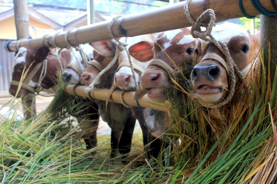One group of young cows are waiting to be sold at the Bawen Pon Market. Some cows have came from a far place and have traveled for about 3 hours to get to the market. Specially when the day of Pon is a Sunday, more seller will come because the market is more crowded. To survive the long hours of the market, from 6 am to 5 pm, the seller will provide fresh grass and water for the cows.