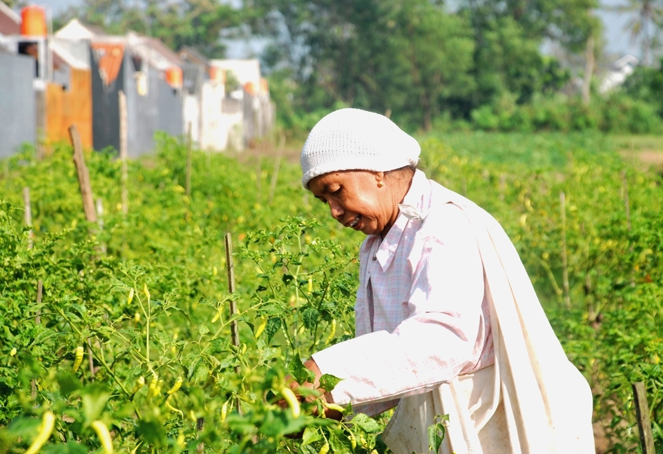 The effects of a growing city is the growth of the housing which can expand to the far side of the city. Most affordable housing are small houses, built from what used to be a farming field. Some field still existing between those houses, like this chili field that is being harvest by Lastri. She is one of the locals that lives behind my neighbourhood and still owns her family field. Her sons have all grown up and chose to move to a bigger city rather than to be a farmer like their parents.