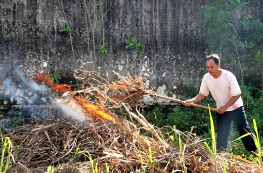 This is Mr. Nik. He lives a few blocks away, but his family owns a cane field behind my neighbourhood. The cane are harvest once in a year. After it's being harvested, the remaining plants have to be burnt before the farmers could plant the new plants. Mr. Nik works as a factory labor on week days and takes care of his field on Sundays.