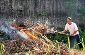 This is Mr. Nik. He lives a few blocks away, but his family owns a cane field behind my neighbourhood. The cane are harvest once in a year. After it's being harvested, the remaining plants have to be burnt before the farmers could plant the new plants. Mr. Nik works as a factory labor on week days and takes care of his field on Sundays.: by lieshabear, Views[807]