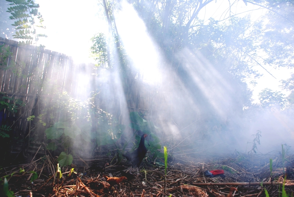 It was beautiful sunny Sunday Morning behind my neighbourhood where there are still farm fields. The ray of light are caught by the trees and made this beautiful scene. Locals like to let their chicken pet running freely through the fields. They're not worry about loosing them because eventually the chickens would get very far.