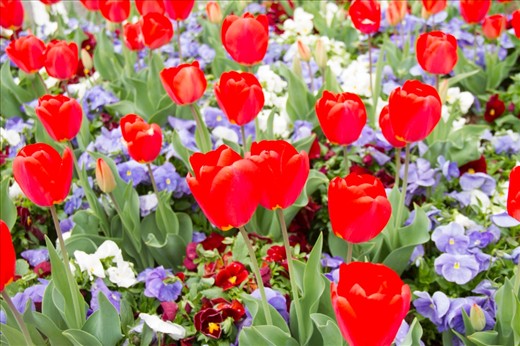 I took this Photo in Washington D.C at Park.