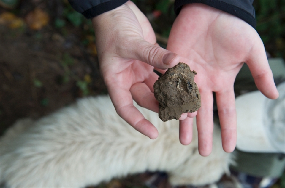 Digging up truffles in Piedmont