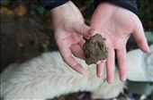 Digging up truffles in Piedmont: by lifeinthefoodlane, Views[460]