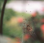 Baby spiders building a nest of webs: by lifeofchoi, Views[243]