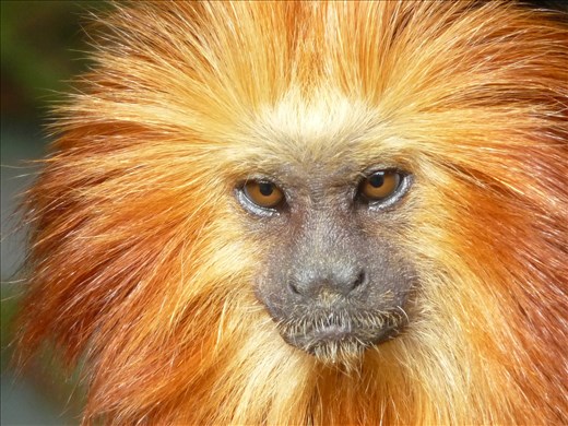 Endangered. Continue with deforestation for urban development, I will disappear