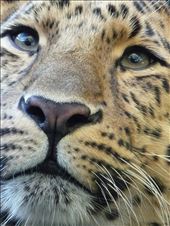 Critically endangered. Less than 50 of us left due to poaching and deforestation: by lifeonearth, Views[216]