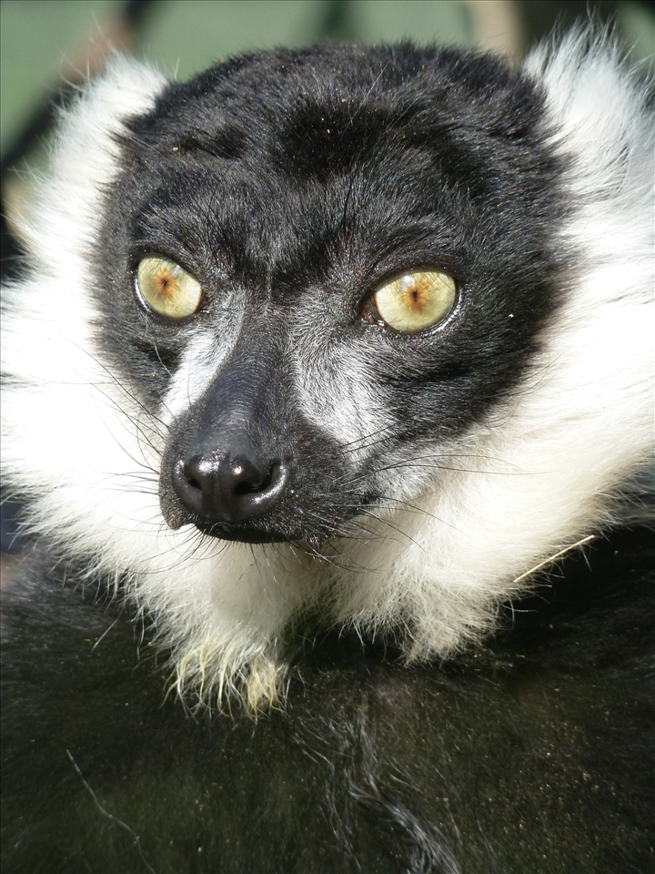 Critically endangered. My isolated Island habitat makes my survival uncertain  