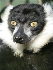 Critically endangered. My isolated Island habitat makes my survival uncertain  : by lifeonearth, Views[187]