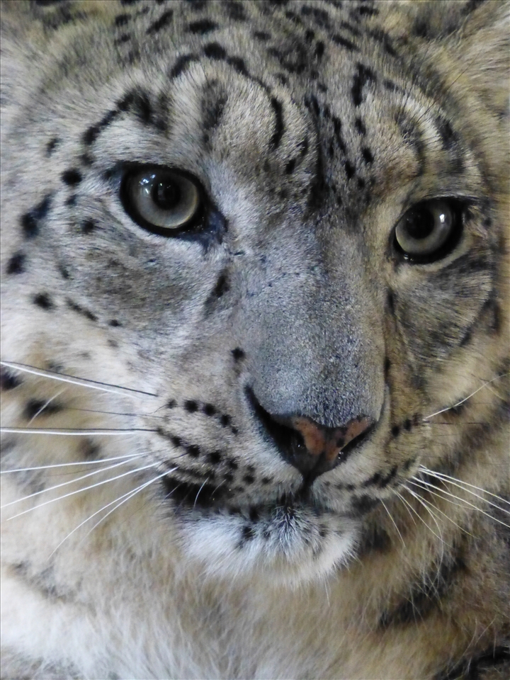 Endangered. Urban encroachment causes human-animal conflict with farmers