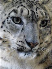 Endangered. Urban encroachment causes human-animal conflict with farmers: by lifeonearth, Views[276]